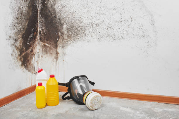 Best Insurance-Related Mold Remediation in Little Flock, AR