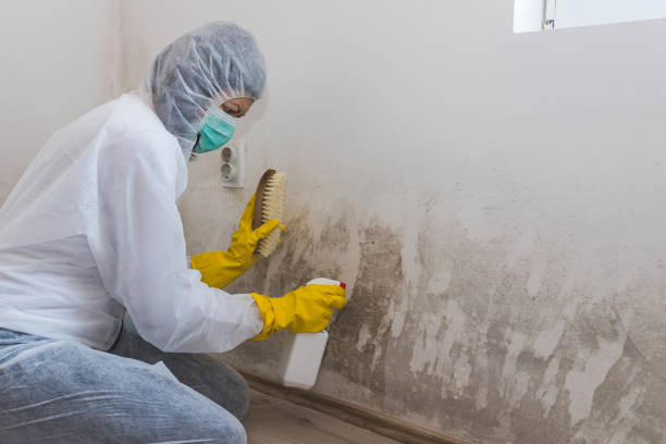 Best DIY Mold Remediation Support Services in Little Flock, AR