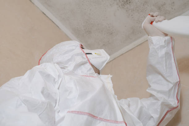 Best Localized Mold Remediation (e.g., coastal areas, humid climates) in Little Flock, AR