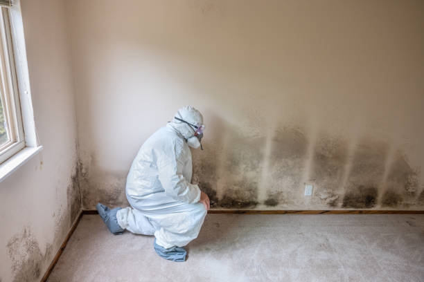 Best Insurance-Related Mold Remediation in Little Flock, AR