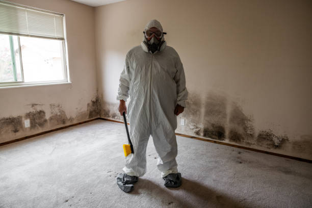 Best Bathroom Mold Remediation in Little Flock, AR